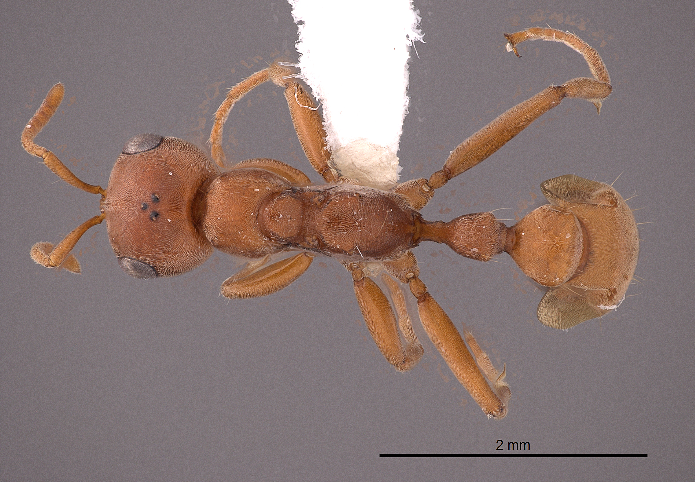 Pseudomyrmex spinicola thumbnail